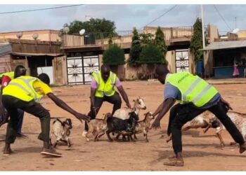 Divagation  des animaux  domestiques sur la voie dans le Golfe1: Opération FAUCON mise en exécution.